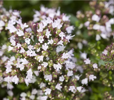 Origanum vulgare 'Compactum' 