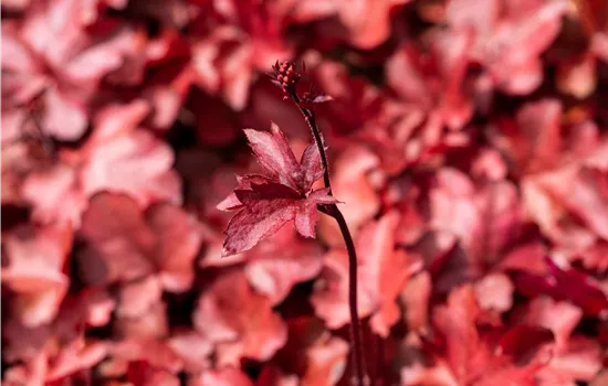Heuchera micrantha 'Fire Chief' Heuchera micrantha 'Fire Chief'