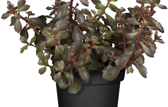 Sedum spurium 'Schorbuser Blut'  Sedum spurium 'Schorbuser Blut'