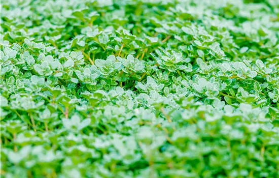 Thymus praecox 'Minor'  Thymus praecox 'Minor'