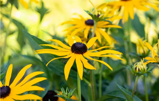 Rudbeckia fulgida 'Forever Gold' Rudbeckia fulgida 'Forever Gold'