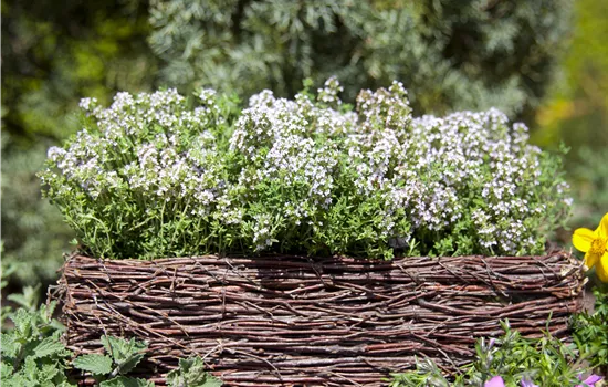 Thymus vulgaris Thymus vulgaris