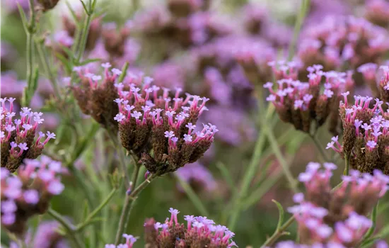 Verbena bonariensis 'Lollipop'  Verbena bonariensis 'Lollipop'