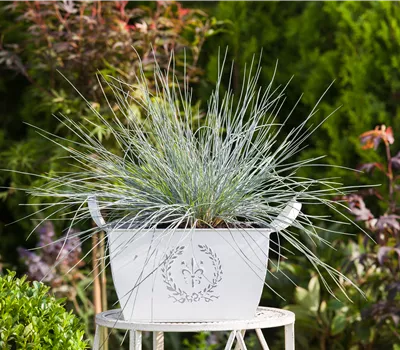 Festuca glauca 'Azurit' Festuca glauca 'Azurit'