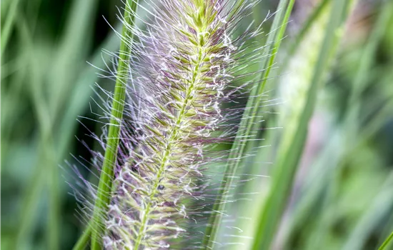 Pennisetum alopecuroides 'Cassian'  Pennisetum alopecuroides 'Cassian'