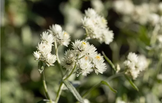 Anaphalis triplinervis 'Silver Wave' Anaphalis triplinervis 'Silver Wave'