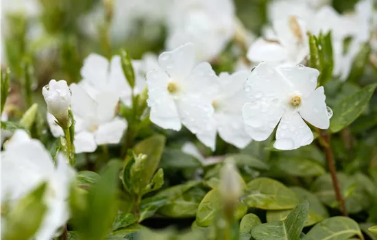 Vinca minor 'Elisa' Vinca minor 'Elisa'