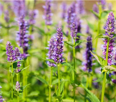 Agastache rugosa 'Black Adder'  Agastache rugosa 'Black Adder'
