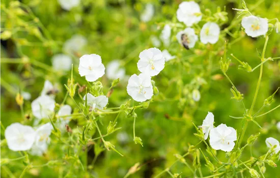 Geranium phaeum 'Album'  Geranium phaeum 'Album'
