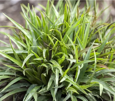 Luzula pilosa 'Igel'  Luzula pilosa 'Igel'