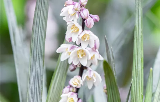 Ophiopogon planiscapus 'Nigrescens'