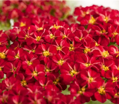 Achillea millefolium 'Kirschkönigin' Achillea millefolium 'Kirschkönigin'