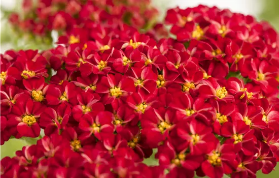 Achillea millefolium 'Kirschkönigin' Achillea millefolium 'Kirschkönigin'