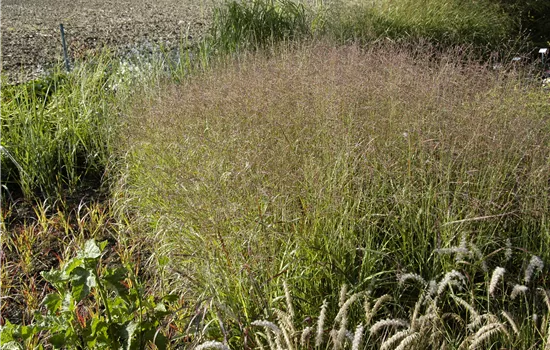 Panicum virgatum 'Sangria' Panicum virgatum 'Sangria'