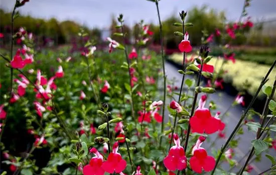 Salvia greggii 'Hot Lips'