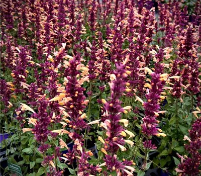 Agastache aurantiaca 'Mango Tango' Agastache aurantiaca 'Mango Tango'
