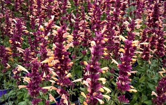 Agastache aurantiaca 'Mango Tango' Agastache aurantiaca 'Mango Tango'