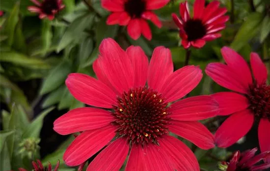 Echinacea purpurea 'SunMagic Vintage Red'®  Echinacea purpurea 'SunMagic Vintage Red'®