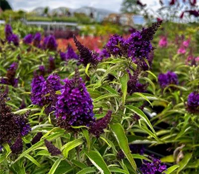 Buddleja davidii Butterfly Candy ® 'Little Purple'  Buddleja davidii Butterfly Candy ® 'Little Purple'
