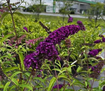 Buddleja davidii 'Pink Delight' Buddleja davidii 'Pink Delight'