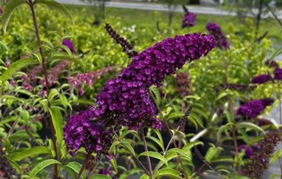 Buddleja davidii 'Pink Delight' Buddleja davidii 'Pink Delight'