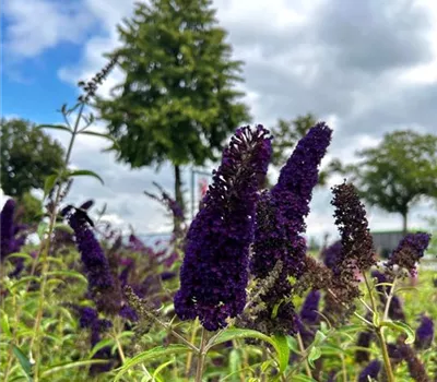 Buddleja davidii 'Black Knight'  Buddleja davidii 'Black Knight'