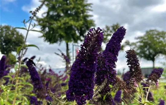 Buddleja davidii 'Black Knight'  Buddleja davidii 'Black Knight'