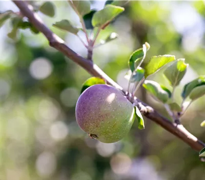 Malus 'Berner Rosenapfel'