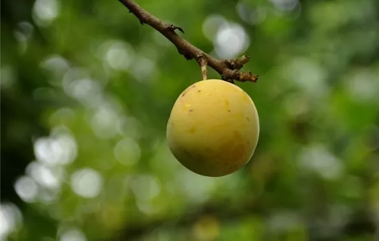 Prunus 'Oullins Reneklode' 