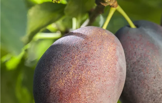 Prunus domestica 'Graf Althans Reneklode'