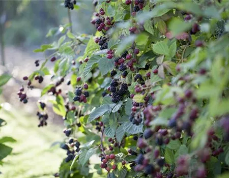 Brombeeren – wilde Leckereien mit langer Tradition
