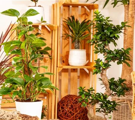 Pflanzen-Giganten mit Stil und Charme