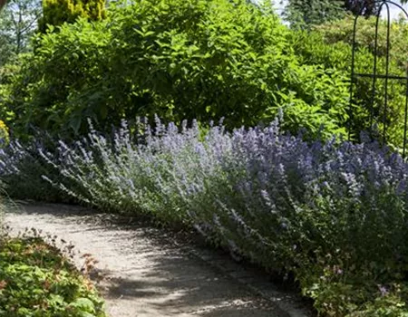 Sie sind bewegend! Wege, die durch den Garten führen.