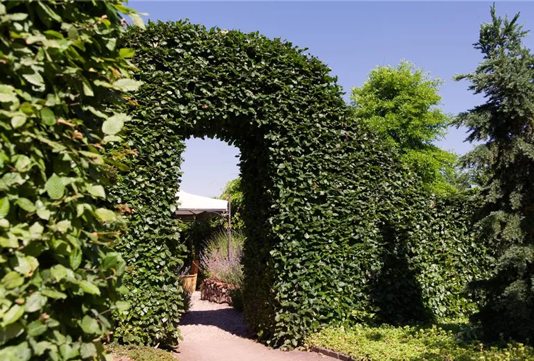 Carpinus betulus