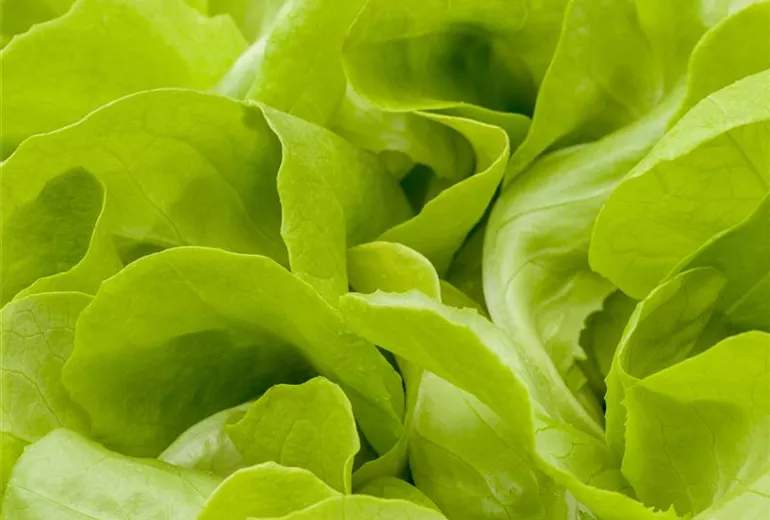 Lactuca sativa